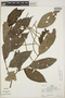 Piper variegatum Kunth, Peru, R. B. Foster 5068, F
