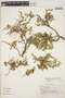 Philibertia lysimachioides (Wedd.) T. Mey., BOLIVIA, T. Johns 82-82, F