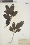 Pera bumeliifolia Griseb., BAHAMAS, J. K. Small 8532, F