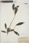 Pera bumeliifolia Griseb., BAHAMAS, J. K. Small 8499, F