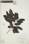 Pera bumeliifolia Griseb., BAHAMAS, D. S. Correll 44715, F