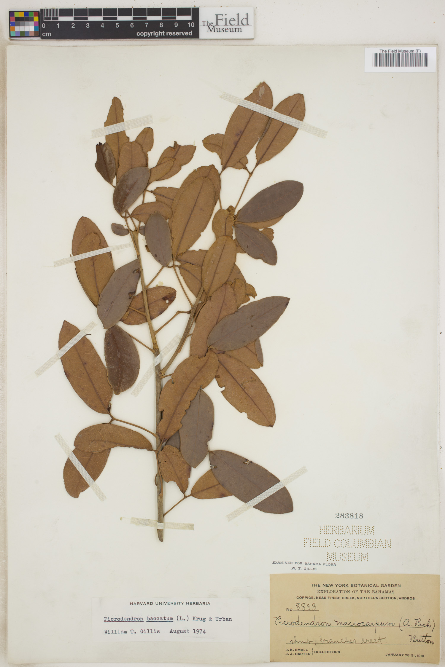 Picrodendron baccatum image