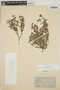 Acalypha monostachya Cav., Mexico, F. A. Barkley 16M370, F
