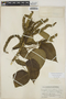 Acalypha macrostachya Jacq., GUATEMALA, P. C. Standley 70215, F