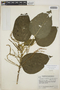 Acalypha macrostachya Jacq., GUATEMALA, J. A. Steyermark 44329, F
