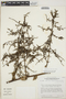 Brocchinia tatei L. B. Sm., VENEZUELA, T. C. Plowman 13650, F