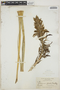 Pitcairnia spicata (Lam.) Mez, DOMINICA, F. E. Lloyd 311, F