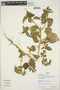 Croton hirtus L'Hér., Bolivia, R. B. Foster 12431, F