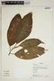 Croton matourensis Aubl., Peru, J. Albán C. 7151, F