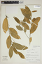 Croton pachypodus G. L. Webster, Peru, C. Sobrevila 1950, F