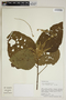 Croton palanostigma Klotzsch, Peru, M. Rimachi Y. 8393, F
