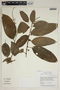 Croton schiedeanus Schltdl., Guyana, B. Hoffman 3690, F