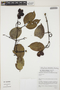 Strychnos amazonica Krukoff, Colombia, N. Castaño 3946, F