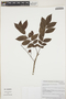 Crepidospermum goudotianum (Tul.) Triana & Planch., Colombia, K. Lopez 15, F