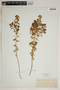 Euphorbia esula L., Sweden