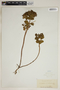 Euphorbia helioscopia L.