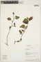 Margaritaria nobilis L. f., Bolivia, A. H. Gentry 75253, F