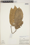 Micrandra spruceana (Baill.) R. E. Schult., Peru, A. H. Gentry 26088, F