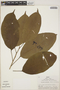 Micrandra spruceana (Baill.) R. E. Schult., Peru, R. B. Foster 4812, F