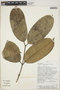 Ambelania occidentalis Zarucchi, Peru, Rod. Vasquez 15107, F