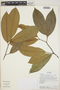 Aspidosperma darienense Woodson ex Dwyer, Ecuador, R. B. Foster 15705, F