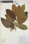 Aspidosperma darienense Woodson ex Dwyer, Ecuador, G. Villa 1162, F