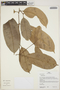 Aspidosperma cf. excelsum Benth., Peru, H. Beltrán S. 1589, F