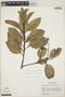 Aspidosperma excelsum Benth., Peru, M. Rimachi Y. 3126, F