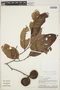 Aspidosperma excelsum Benth., Peru, A. H. Gentry 36500, F