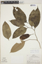 Aspidosperma excelsum Benth., Peru, R. B. Foster 4760, F