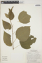 Acalypha schiedeana Schltdl., NICARAGUA, W. D. Stevens 5304, F