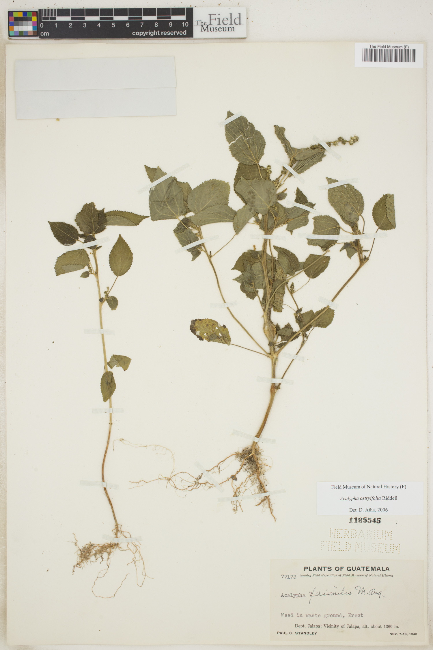 Acalypha persimilis image