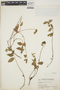 Acalypha phleoides Cav., GUATEMALA, P. C. Standley 81515, F