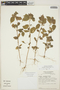Acalypha poiretii image