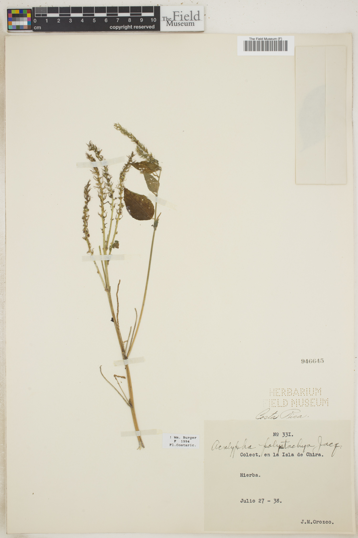 Acalypha polystachya image