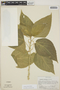Acalypha schiedeana Schltdl., Mexico, G. L. Webster 15399, F