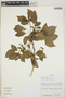 Acalypha schiedeana Schltdl., NICARAGUA, W. Robleto T. 890, F