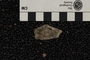 PE 58210 fossil