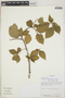 Acalypha schiedeana image