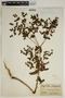 Euphorbia platyphyllos L., FRANCE, H. E. Jeanpert