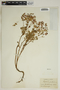 Euphorbia portlandica L., FRANCE