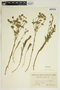 Euphorbia segetalis L., SPAIN, A. Rodriguez