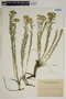 Euphorbia seguieriana Neck., Ukraine, T. B. Kuznetzova
