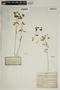 Euphorbia taurinensis All., FRANCE, E. de Valon 85