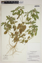 Croton glandulosus var. septentrionalis image