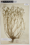 Croton glandulosus var. floridanus image
