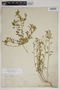 Croton glandulosus var. floridanus image