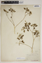 Croton humilis L., U.S.A., G. C. Nealley 453, F