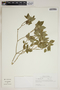 Croton humilis L., U.S.A., W. C. Holmes 6367, F