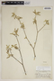 Croton humilis L., U.S.A., C. E. R. Cameron 41, F